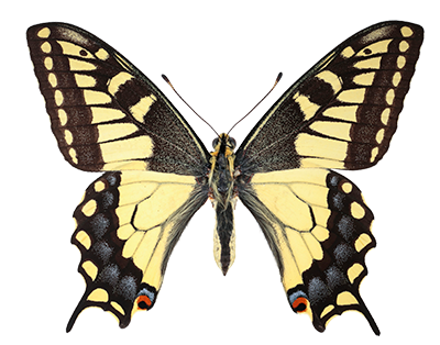 Butterfly is displayed with wings spread, showing characteristic yellow and black patterning with blue and red markings near the tail.