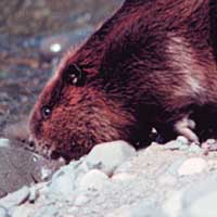 Animal