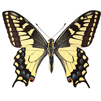 Insect