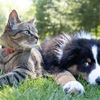 Pet